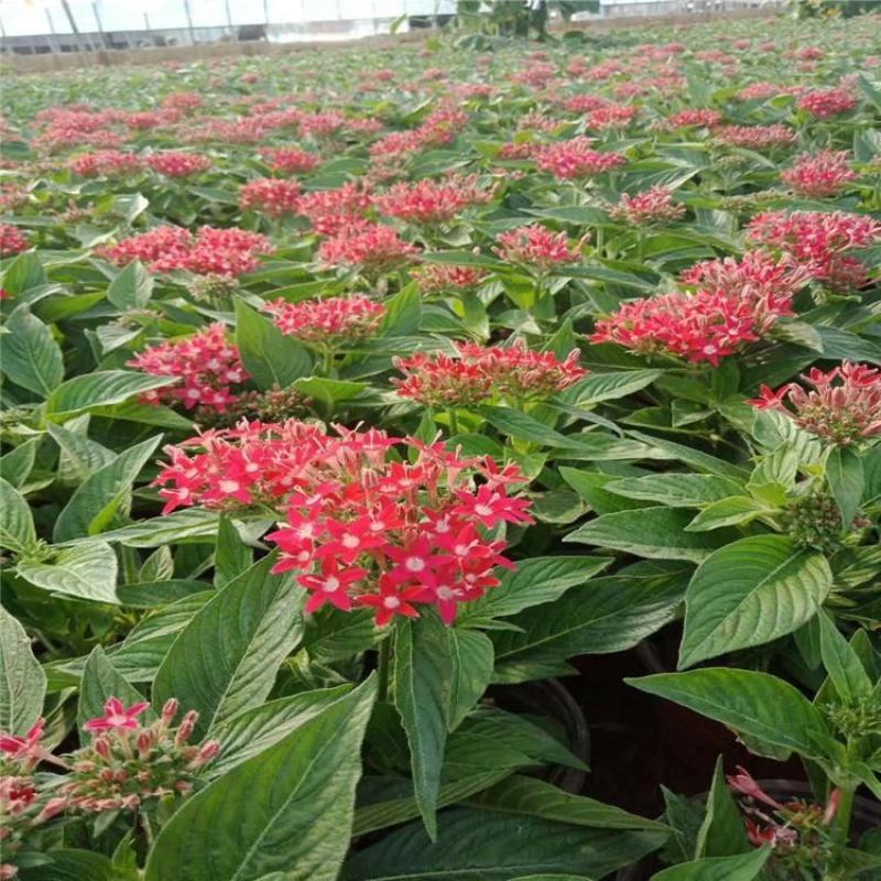 五星花盆栽庭院阳台四季开花繁星花带花苞耐热室外花园特色花