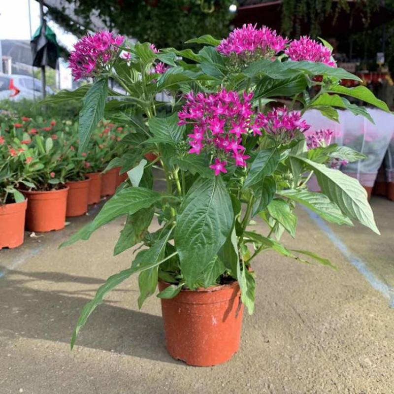 五星花盆栽庭院阳台四季开花繁星花带花苞耐热室外花园特色花