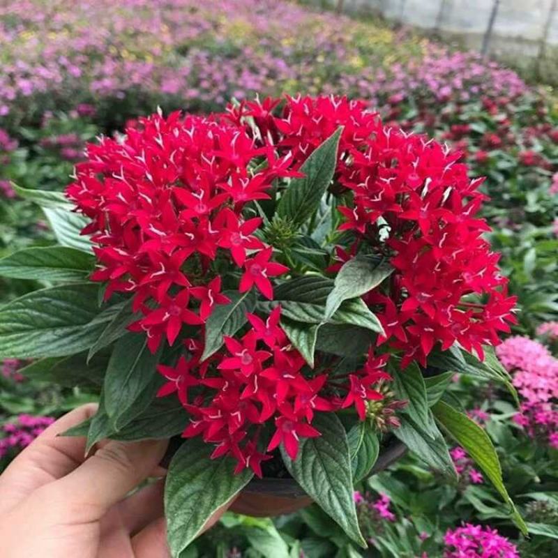 五星花盆栽庭院阳台四季开花繁星花带花苞耐热室外花园特色花