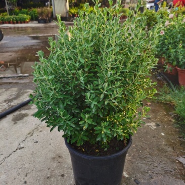 红花玉芙蓉苗红花玉芙蓉盆栽银叶芙蓉苗观花观叶植物庭院绿化