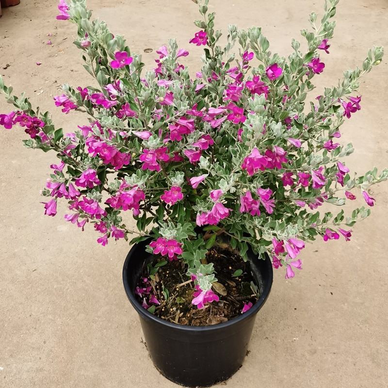 红花玉芙蓉苗红花玉芙蓉盆栽银叶芙蓉苗观花观叶植物庭院绿化