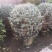 红花玉芙蓉苗红花玉芙蓉盆栽银叶芙蓉苗观花观叶植物庭院绿化