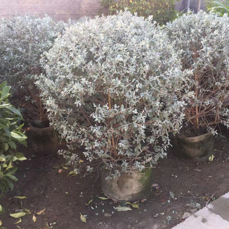 红花玉芙蓉苗红花玉芙蓉盆栽银叶芙蓉苗观花观叶植物庭院绿化