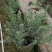 红花玉芙蓉苗红花玉芙蓉盆栽银叶芙蓉苗观花观叶植物庭院绿化