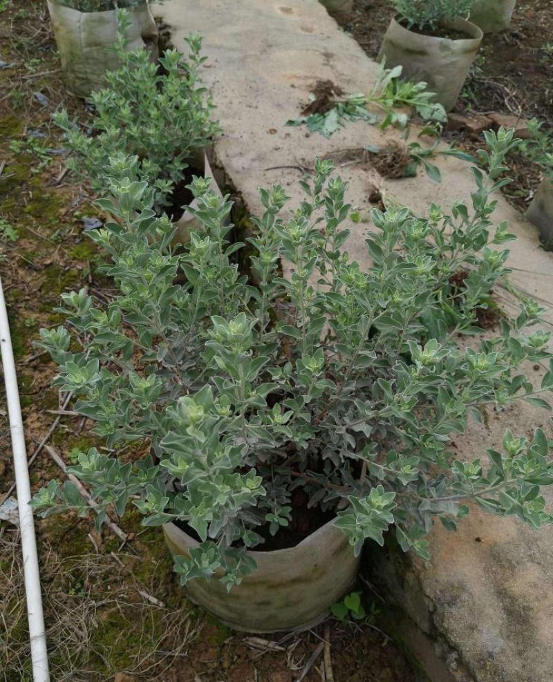 红花玉芙蓉苗红花玉芙蓉盆栽银叶芙蓉苗观花观叶植物庭院绿化