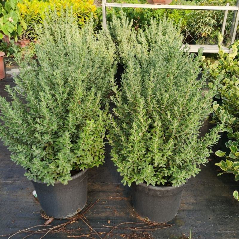 红花玉芙蓉苗红花玉芙蓉盆栽银叶芙蓉苗观花观叶植物庭院绿化