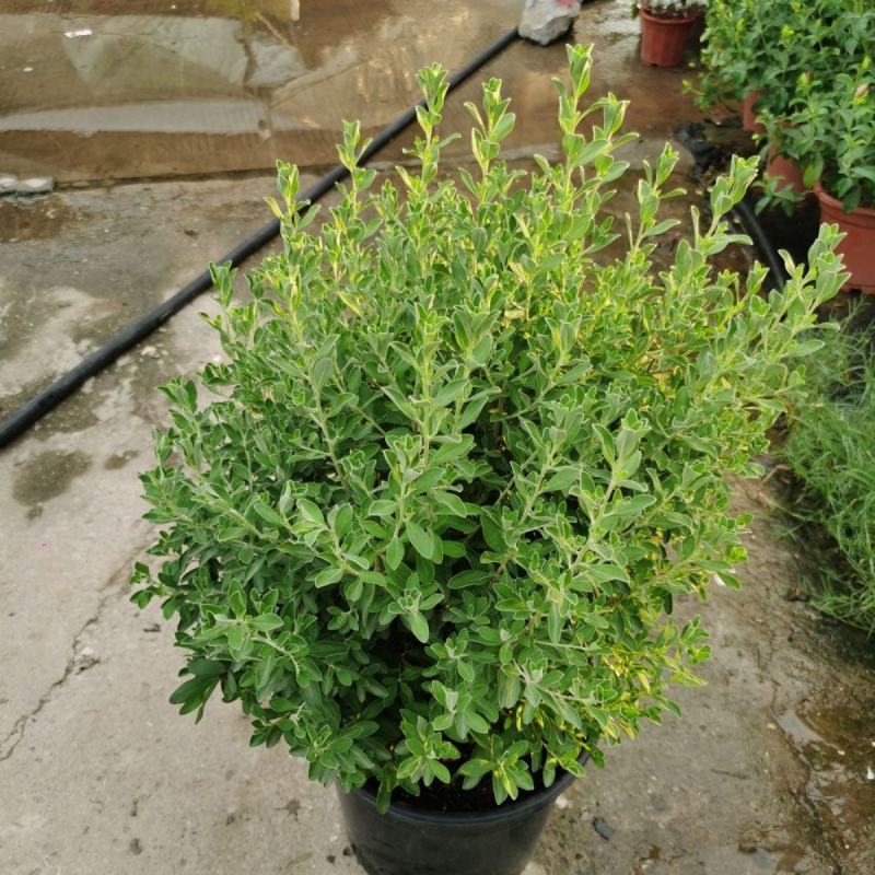 红花玉芙蓉苗红花玉芙蓉盆栽银叶芙蓉苗观花观叶植物庭院绿化