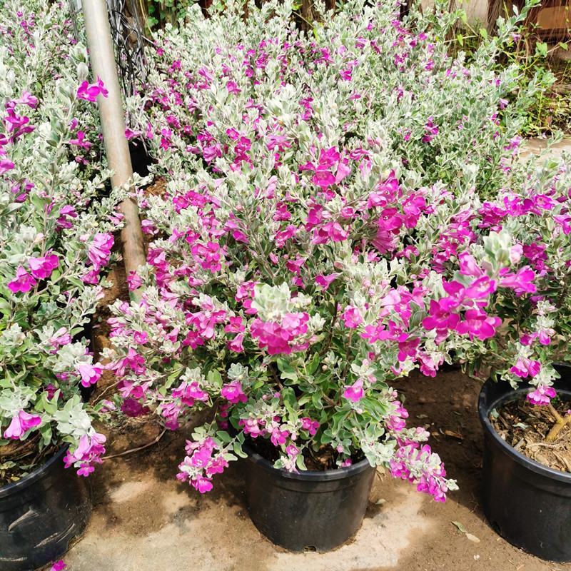 红花玉芙蓉苗红花玉芙蓉盆栽银叶芙蓉苗观花观叶植物庭院绿化
