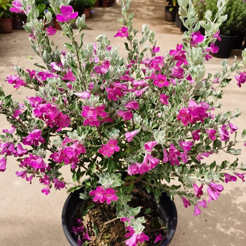 红花玉芙蓉苗红花玉芙蓉盆栽银叶芙蓉苗观花观叶植物庭院绿化