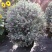 红花玉芙蓉苗红花玉芙蓉盆栽银叶芙蓉苗观花观叶植物庭院绿化