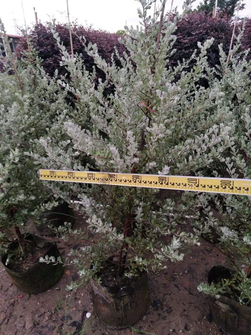红花玉芙蓉苗红花玉芙蓉盆栽银叶芙蓉苗观花观叶植物庭院绿化
