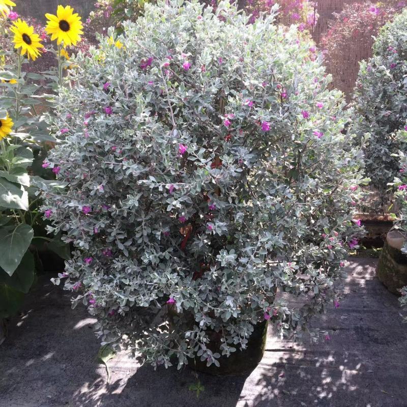 红花玉芙蓉苗红花玉芙蓉盆栽银叶芙蓉苗观花观叶植物庭院绿化