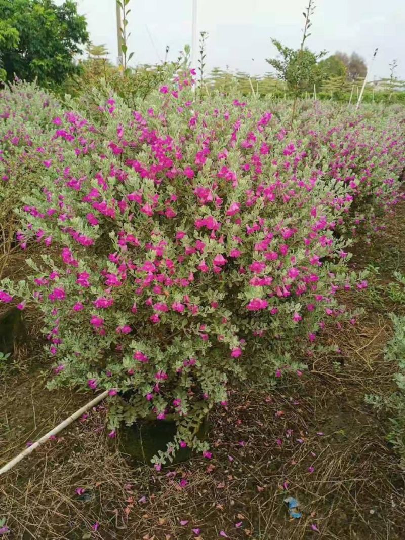 红花玉芙蓉苗红花玉芙蓉盆栽银叶芙蓉苗观花观叶植物庭院绿化