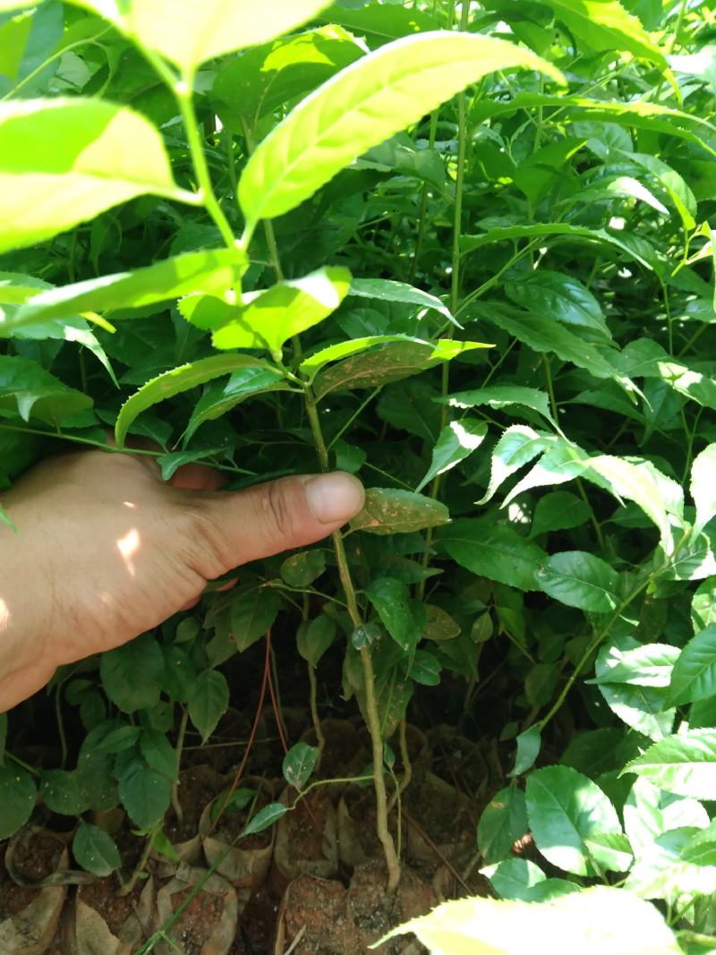 岗梅苗，《称星木苗》大量出售，欢迎来电咨询价格优惠