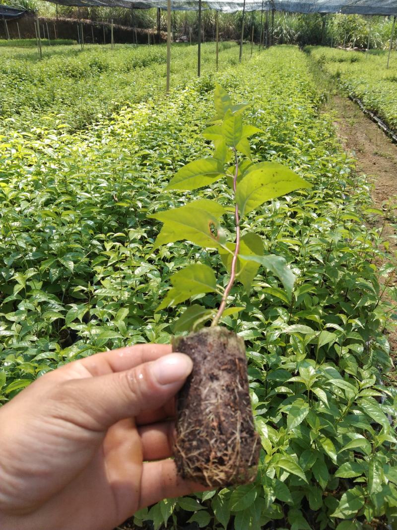 岗梅苗，《称星木苗》大量出售，欢迎来电咨询价格优惠