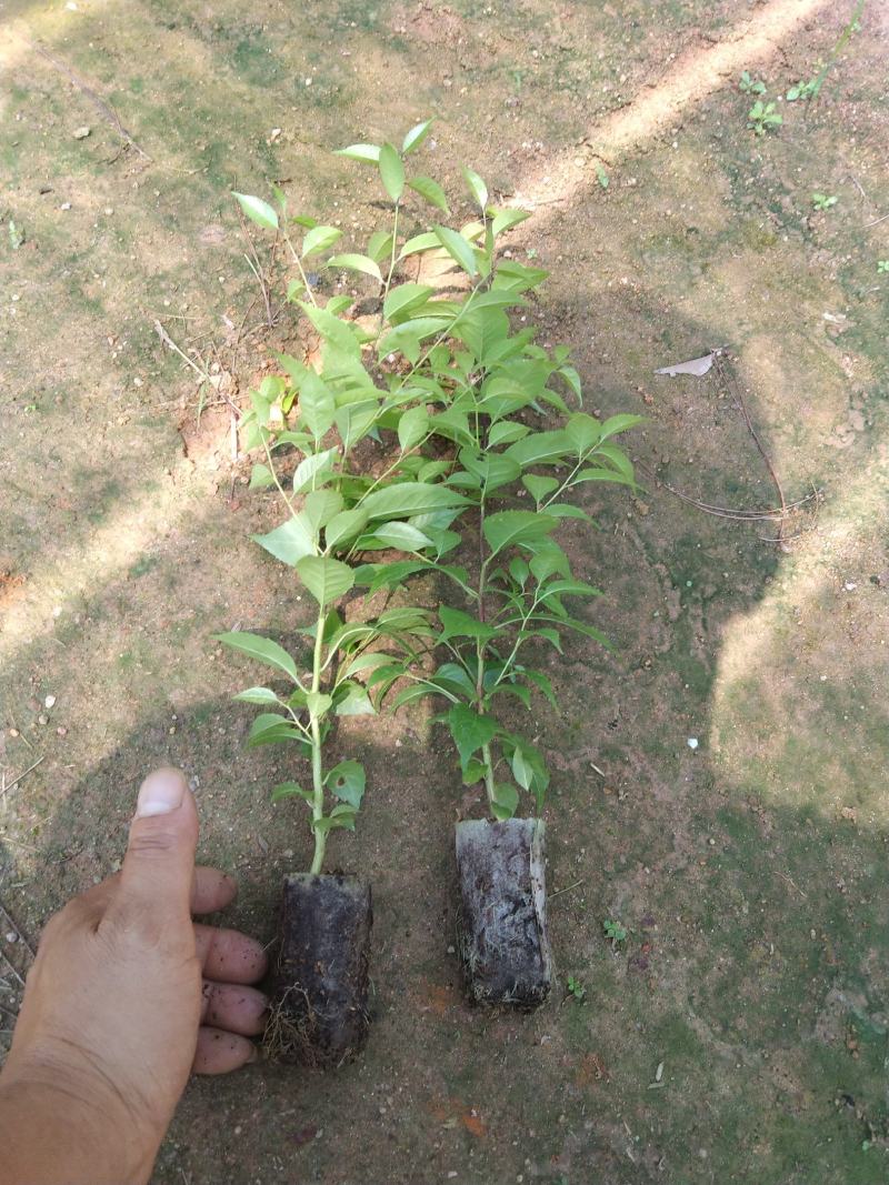 岗梅苗，《称星木苗》大量出售，欢迎来电咨询价格优惠