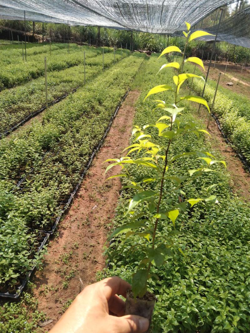 岗梅苗，《称星木苗》大量出售，欢迎来电咨询价格优惠