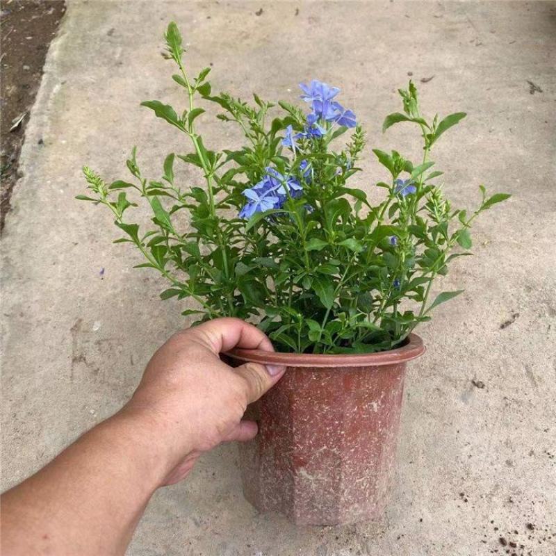 蓝雪花盆栽花卉苗四季开花阳台花园观赏爬藤植物耐热易养活