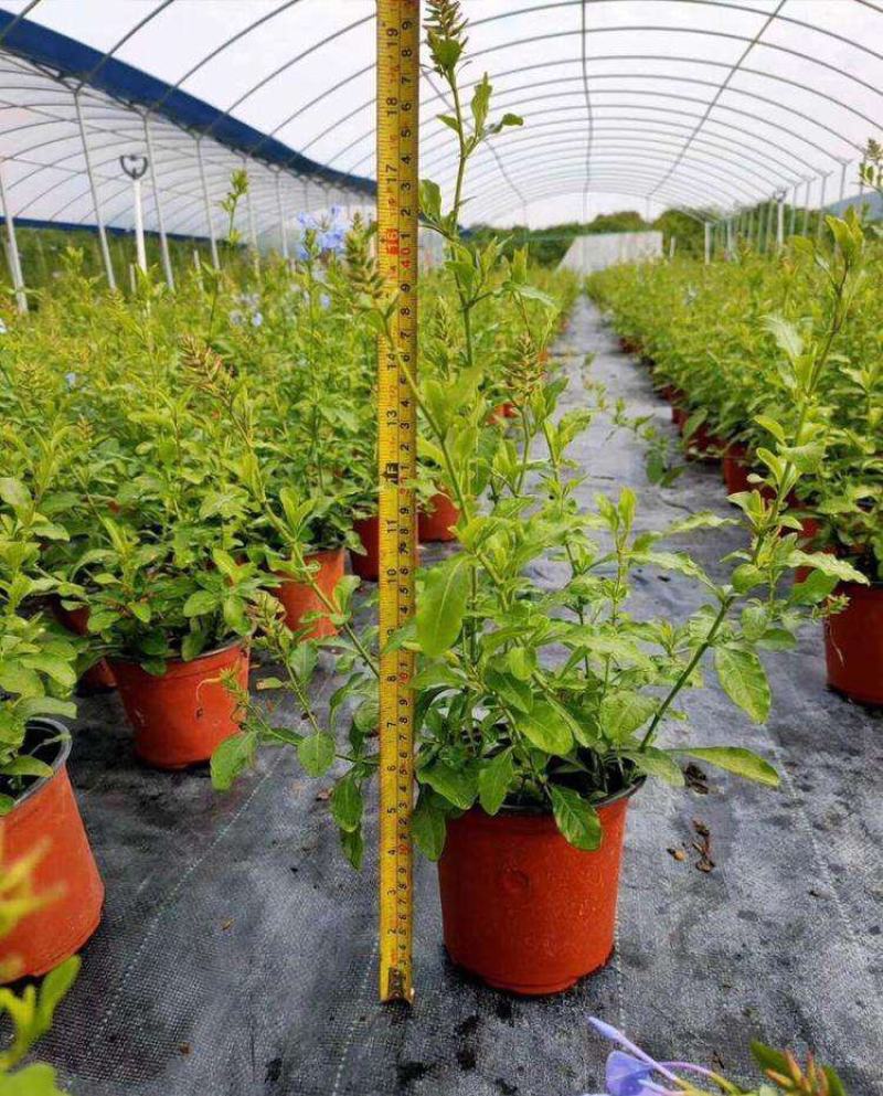 蓝雪花盆栽花卉苗四季开花阳台花园观赏爬藤植物耐热易养活