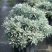 芙蓉菊盆栽玉芙蓉雪艾盆栽花苗盆景中草药银叶菊绿植花卉阳台