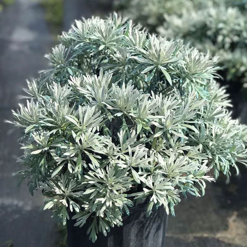 芙蓉菊盆栽玉芙蓉雪艾盆栽花苗盆景中草药银叶菊绿植花卉阳台