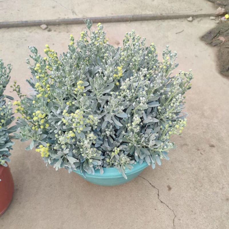 芙蓉菊盆栽玉芙蓉雪艾盆栽花苗盆景中草药银叶菊绿植花卉阳台