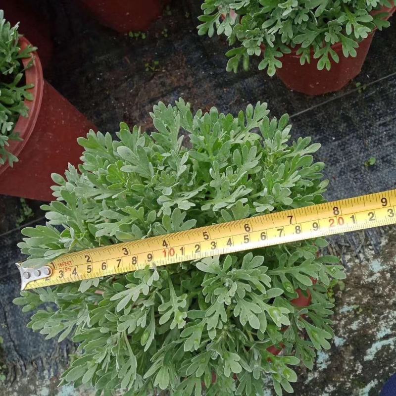 芙蓉菊盆栽玉芙蓉雪艾盆栽花苗盆景中草药银叶菊绿植花卉阳台