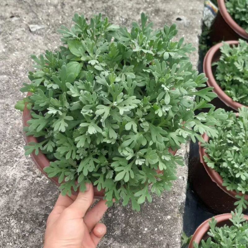 芙蓉菊盆栽玉芙蓉雪艾盆栽花苗盆景中草药银叶菊绿植花卉阳台