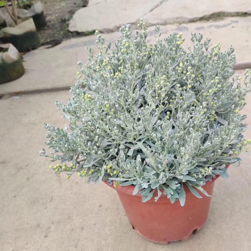 芙蓉菊盆栽玉芙蓉雪艾盆栽花苗盆景中草药银叶菊绿植花卉阳台
