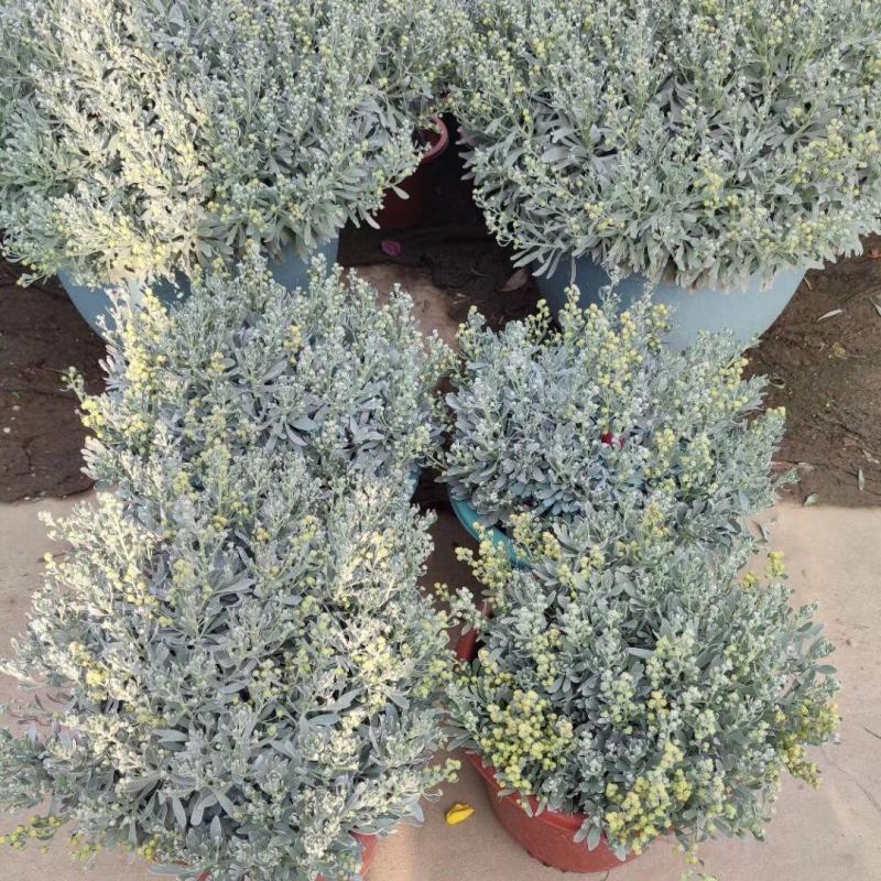 芙蓉菊盆栽玉芙蓉雪艾盆栽花苗盆景中草药银叶菊绿植花卉阳台