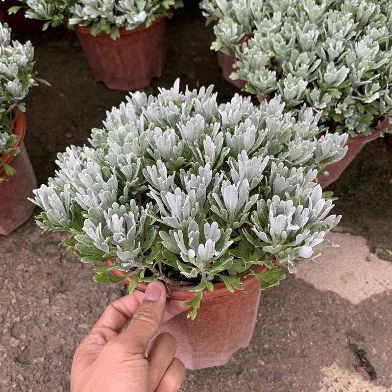 芙蓉菊盆栽玉芙蓉雪艾盆栽花苗盆景中草药银叶菊绿植花卉阳台