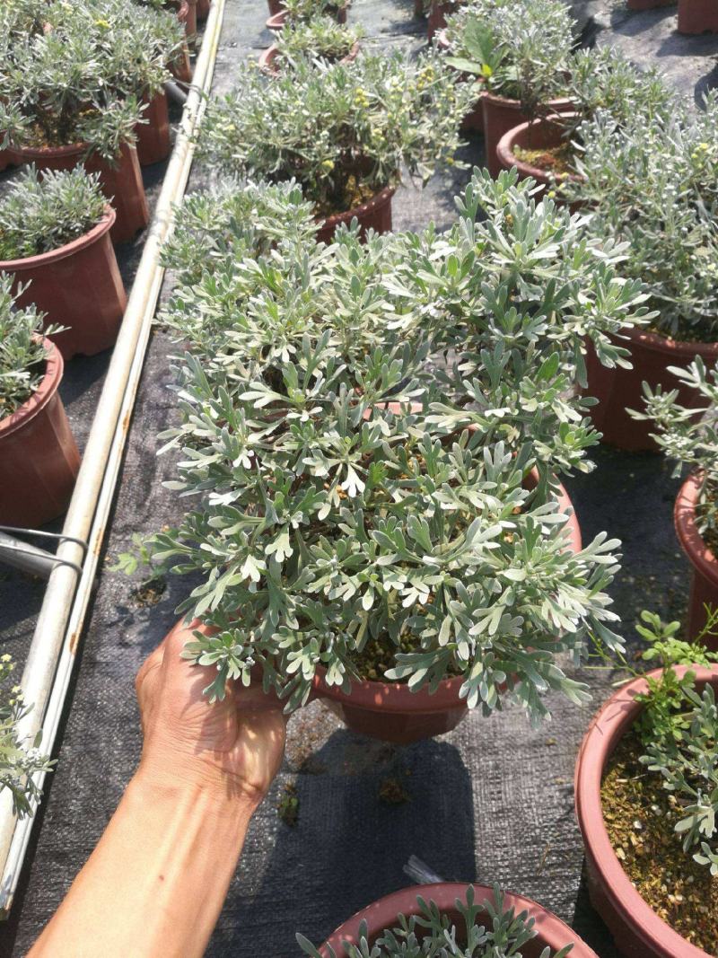 芙蓉菊盆栽玉芙蓉雪艾盆栽花苗盆景中草药银叶菊绿植花卉阳台