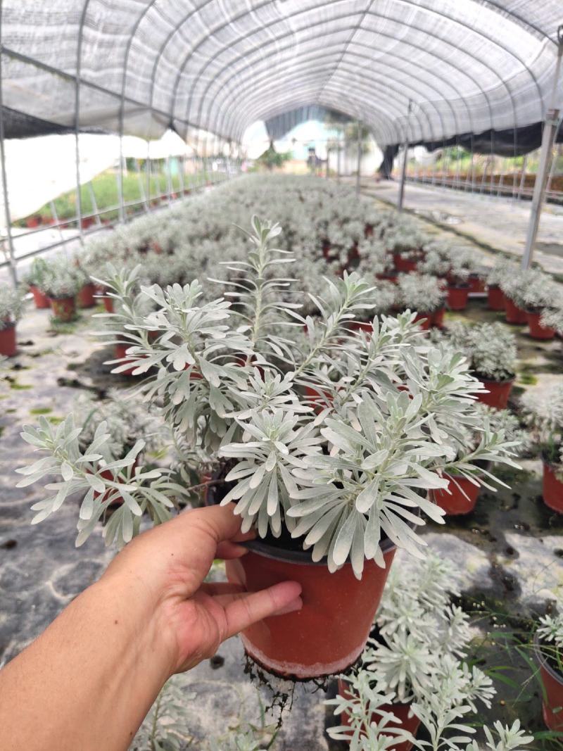 芙蓉菊盆栽玉芙蓉雪艾盆栽花苗盆景中草药银叶菊绿植花卉阳台