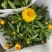 四季耐寒蜡菊盆栽麦秆菊花苗室内花园庭院露台年宵钮扣菊球型