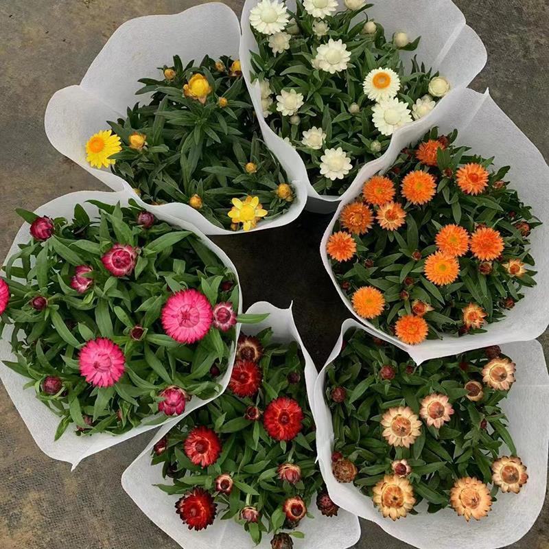 四季耐寒蜡菊盆栽麦秆菊花苗室内花园庭院露台年宵钮扣菊球型