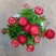 四季耐寒蜡菊盆栽麦秆菊花苗室内花园庭院露台年宵钮扣菊球型