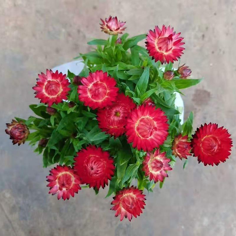 四季耐寒蜡菊盆栽麦秆菊花苗室内花园庭院露台年宵钮扣菊球型
