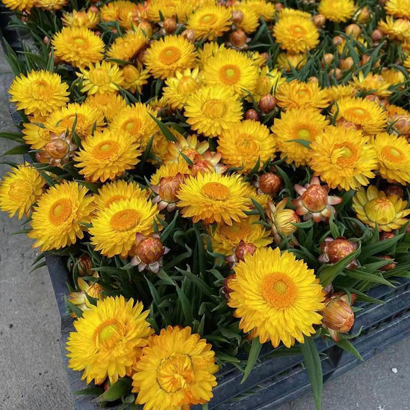 四季耐寒蜡菊盆栽麦秆菊花苗室内花园庭院露台年宵钮扣菊球型