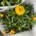 四季耐寒蜡菊盆栽麦秆菊花苗室内花园庭院露台年宵钮扣菊球型