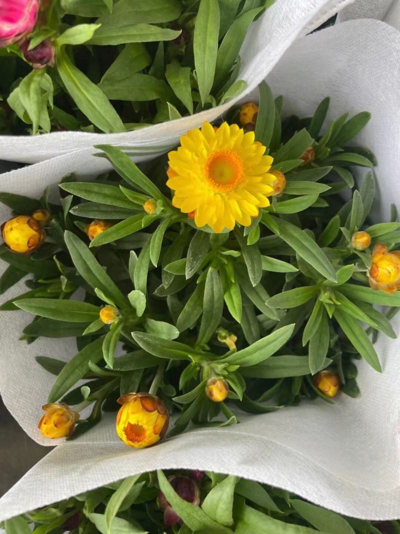 四季耐寒蜡菊盆栽麦秆菊花苗室内花园庭院露台年宵钮扣菊球型