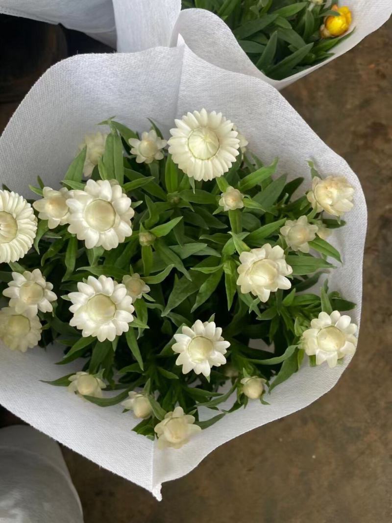 四季耐寒蜡菊盆栽麦秆菊花苗室内花园庭院露台年宵钮扣菊球型