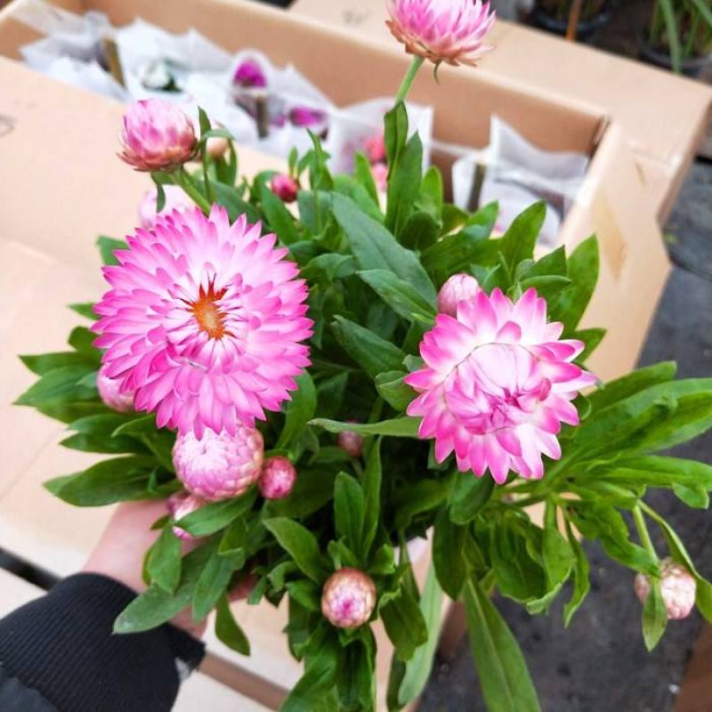 四季耐寒蜡菊盆栽麦秆菊花苗室内花园庭院露台年宵钮扣菊球型