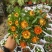 四季耐寒蜡菊盆栽麦秆菊花苗室内花园庭院露台年宵钮扣菊球型