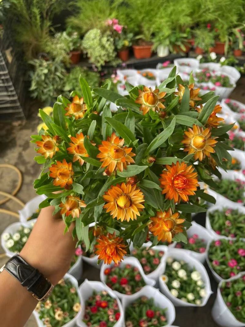 四季耐寒蜡菊盆栽麦秆菊花苗室内花园庭院露台年宵钮扣菊球型