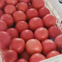 西红柿，硬粉，色泽好，品质优。保质保量，线上。