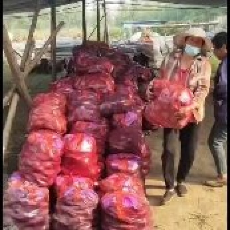 山东济宁泗水西瓜红红薯