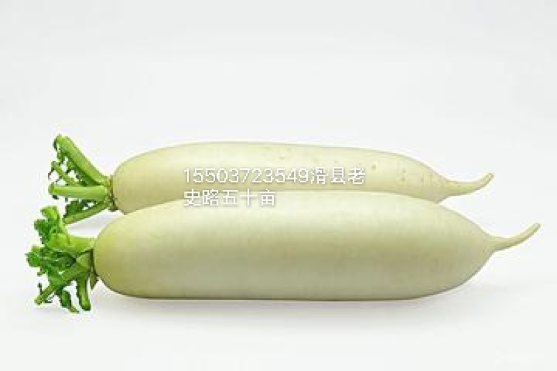 白萝卜