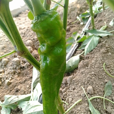 301泡椒，青条黑条线椒