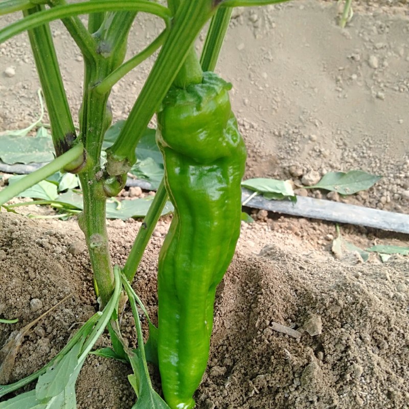 301泡椒，青条黑条线椒