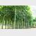 梧桐树梧桐树种青皮梧桐种子法国梧桐树种子园林绿化道路绿化